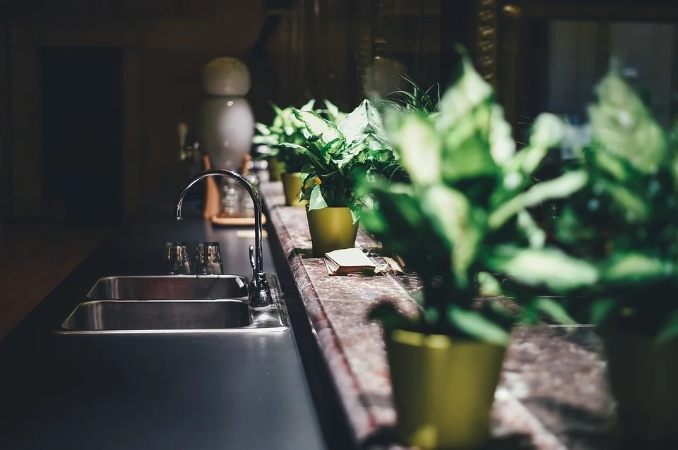 a photo of a kitchen with succulent plants