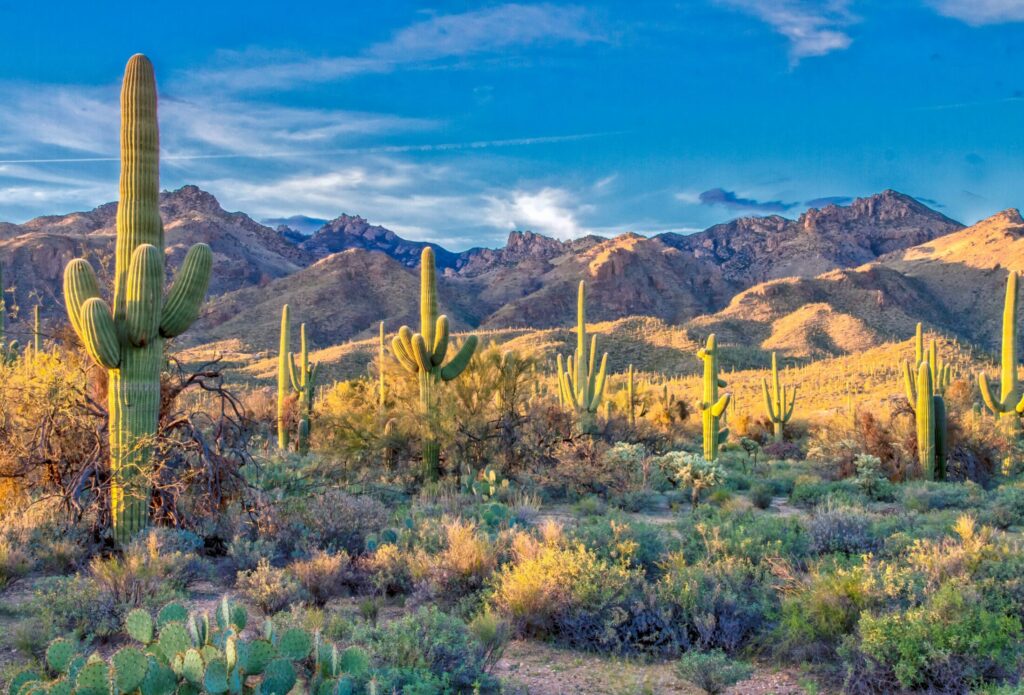 big cacti on brown field near mountains